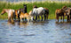 Horses Watering Chany Lake Wall Decal