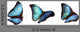 3 Blue Morphos Wall Decal