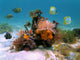 Tubeworms And Sponges Wall Decal
