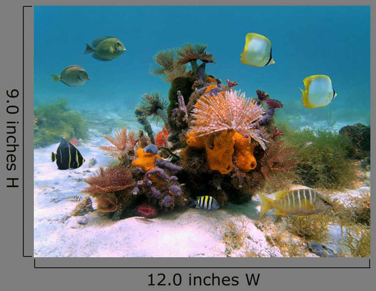 Tubeworms And Sponges Wall Decal
