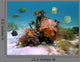 Tubeworms And Sponges Wall Decal