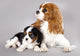 Cavalier King Charles Spaniel Wall Decal