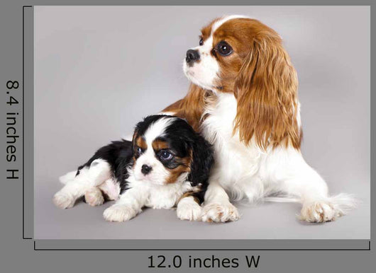 Cavalier King Charles Spaniel Wall Decal