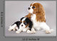 Cavalier King Charles Spaniel Wall Decal