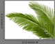 Palm Tree Leaves Bottom Right Wall Decal