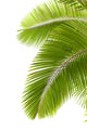 Palm Tree Leaves Top Right Wall Decal