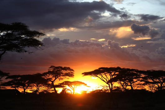 African Sunset Wall Decal