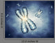Chromosomes Genetic Engineering Wall Decal
