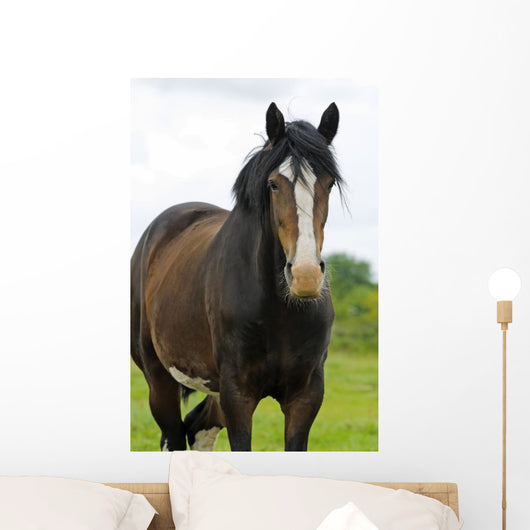 Shire Horse Wall Decal