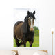 Shire Horse Wall Decal