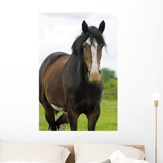 Shire Horse Wall Decal