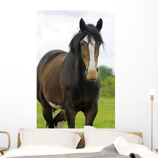Shire Horse Wall Decal