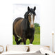 Shire Horse Wall Decal