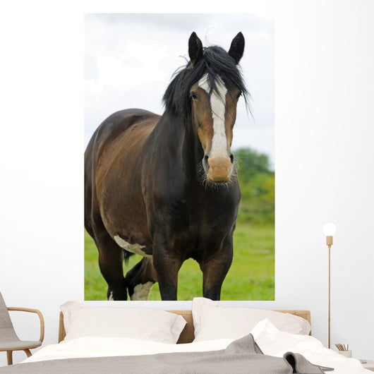 Shire Horse Wall Decal