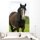 Shire Horse Wall Decal