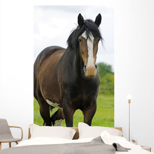 Shire Horse Wall Decal