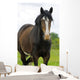 Shire Horse Wall Decal