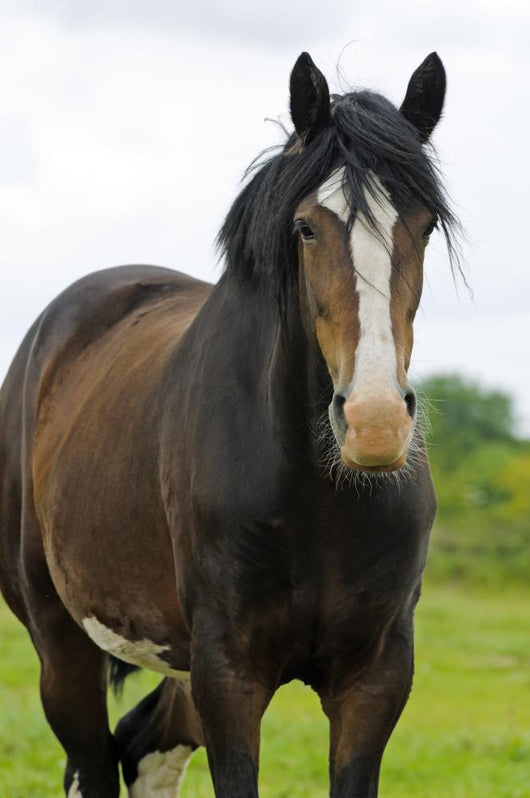 Shire Horse Wall Decal