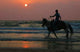Horse Beach Wall Decal