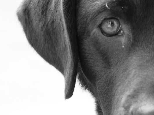 Portrait Dog Wall Decal