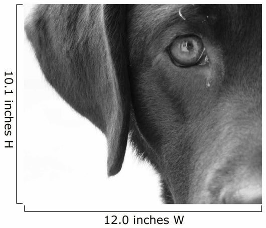 Portrait Dog Wall Decal