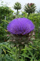 Artichoke Wall Decal