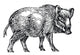 Wild Boar Wall Decal