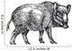 Wild Boar Wall Decal