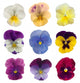 Pansy Flower Pansies Wall Stickers Wall Decal