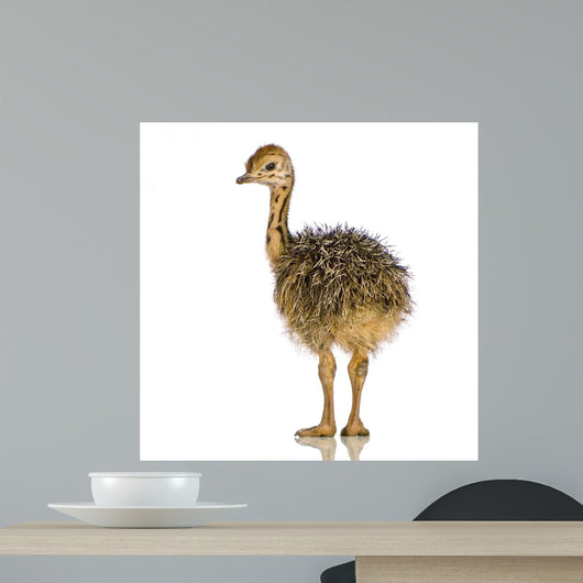 Ostrich Chick White Background Wall Decal