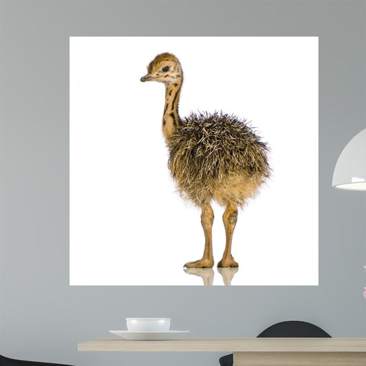 Ostrich Chick White Background Wall Decal