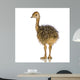 Ostrich Chick White Background Wall Decal