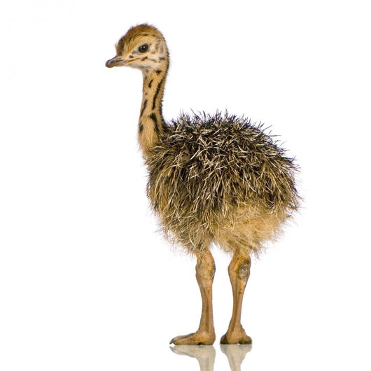 Ostrich Chick White Background Wall Decal