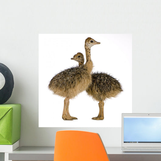 Two Ostrich Chicks White Background Wall Decal