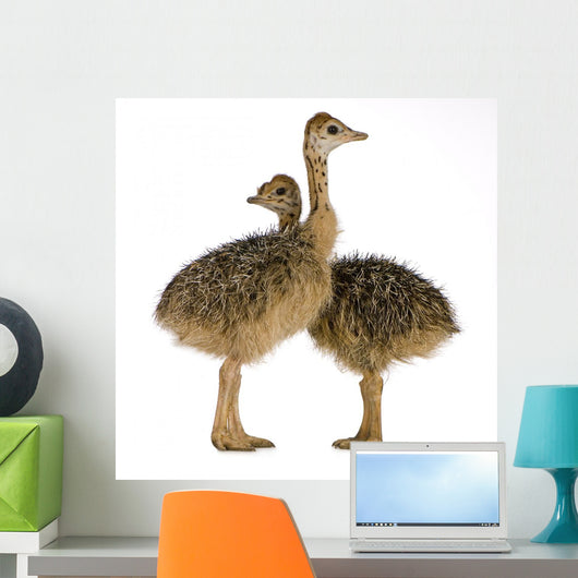 Two Ostrich Chicks White Background Wall Decal