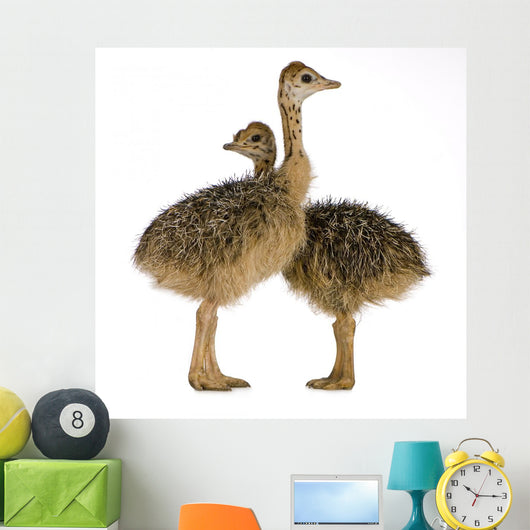 Two Ostrich Chicks White Background Wall Decal
