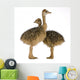 Two Ostrich Chicks White Background Wall Decal