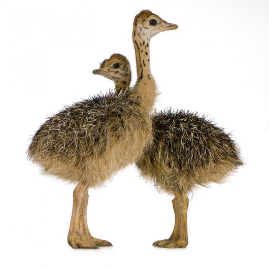 Two Ostrich Chicks White Background Wall Decal