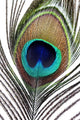 Up Peacock Feather Wall Decal