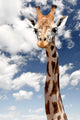 Giraffe Neck and Head Wall Decal