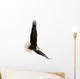 The Bald Eagle Haliaeetus Leucocephalus Wall Decal