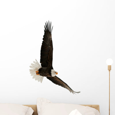 Bald Eagle Haliaeetus Leucocephalus Wall Decal shown on a wall