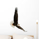 The Bald Eagle Haliaeetus Leucocephalus Wall Decal