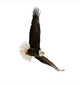 The Bald Eagle Haliaeetus Leucocephalus Wall Decal