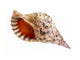 Big Seashell Wall Decal