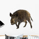 Wild Boar Front White Wall Decal
