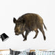 Wild Boar Front White Wall Decal