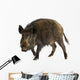 Wild Boar Front White Wall Decal
