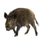 Wild Boar Front White Wall Decal