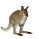 Wallaby Front White Wall Decal
